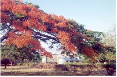 L'ospedale di Lunzu e il suo giardino - click per ingrandire